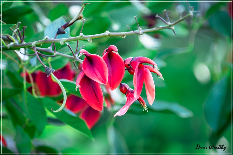 photographer Orange County